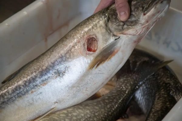 Sea Lamprey Vampire Fish is on rise in US lakes