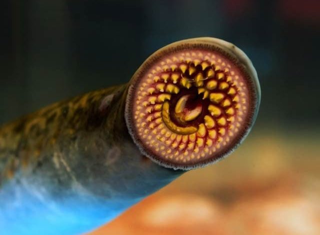 Vampire Fish Sea Lamprey